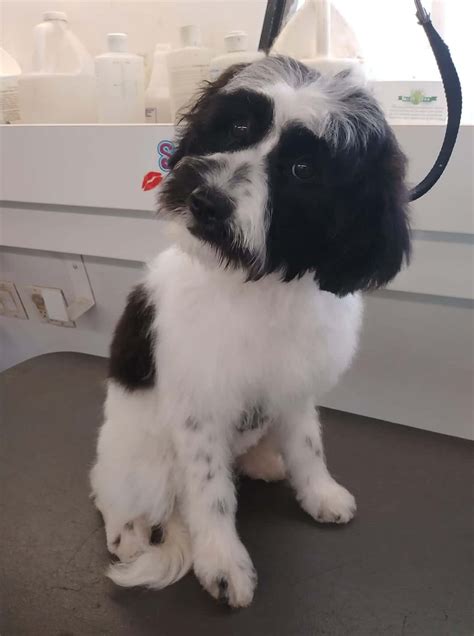 Dog Grooming Gallery Indiana | Smoochie Pooch Gallery