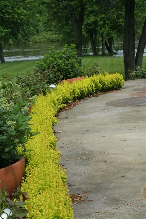 Sunjoy Gold Pillar® - Barberry - Berberis thunbergii | Proven Winners
