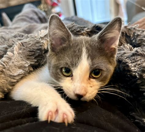 Adopt - River Valley Animal Rescue