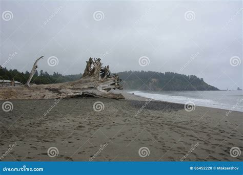 Discarded Tree on the Beach of La Push, Washington USA Stock Photo ...