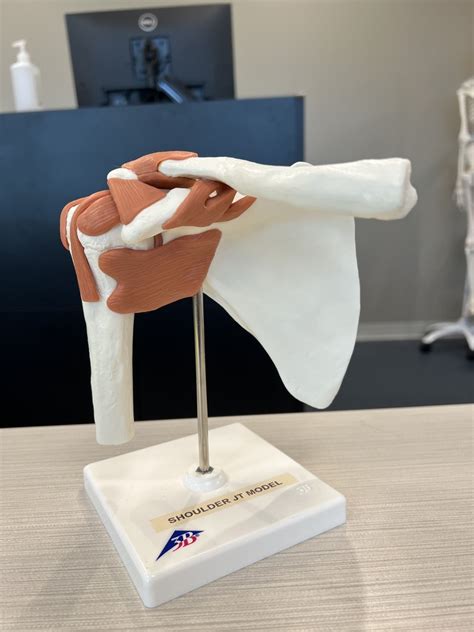 Image result for Shoulder Joint Model