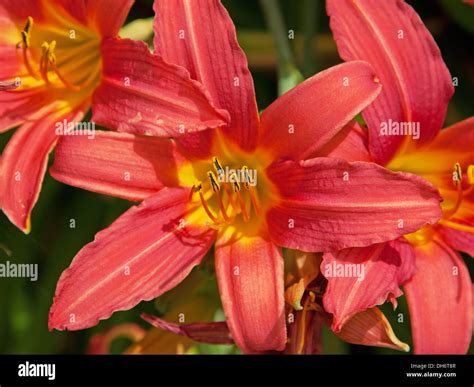 Stamens pistil daylily hemerocallis hi-res stock photography and images ...