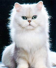 gatto persiani gatto persiano gatto persiani gatto persiano