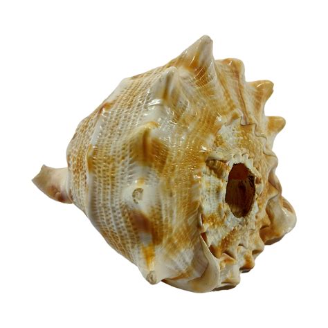 BUY Conch Shell | Best Natural Shankh for Pooja and Prosperity | Arts ...