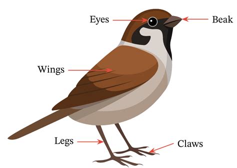 Birds: Food and More Class 3 Notes Science Free PDF