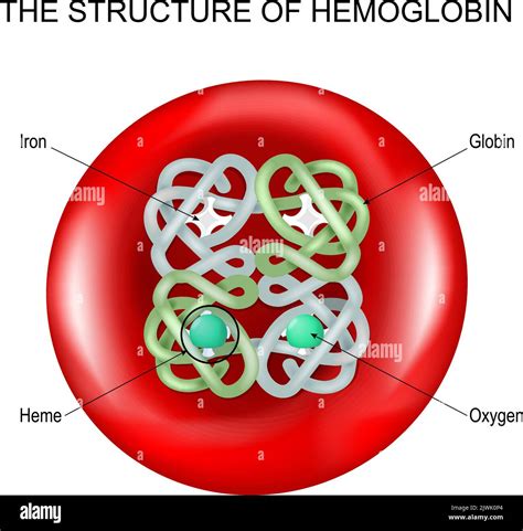 Image result for Haemoglobin Structure Model
