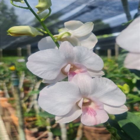 Dendrobium Orchid Suree Peach Var. Kanjana - Medium Stage