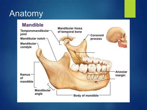 Pre-natal Growth Of Maxilla and Mandible | PPT