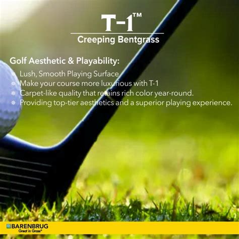 T-1™ Creeping Bentgrass Seed | Premium Turf for Golf Greens – Agricare ...
