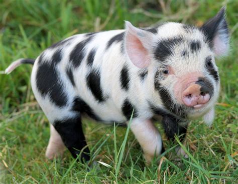 American KuneKune Pig Society - Color Chart Help Guide Cute Piglets ...