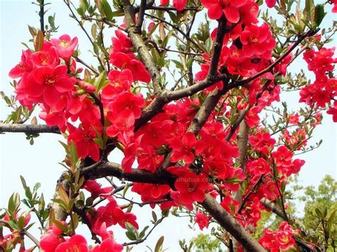 红宝石海棠图片_植物风景的红宝石海棠图片大全 - 花卉网