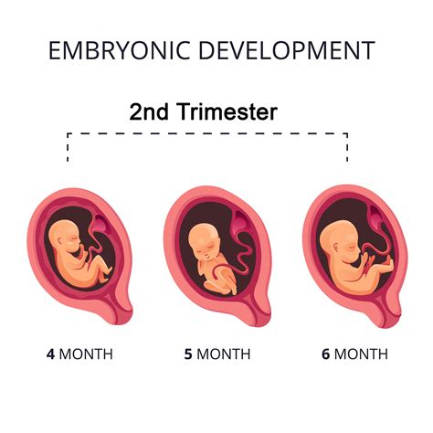 Trimester Of Pregnancy at James Marts blog