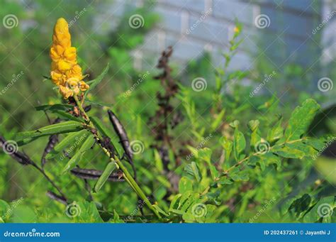 Blooming Dragon Flowers on a Plant Stock Image - Image of flora ...
