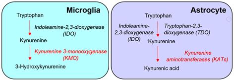 Cellular Localization of Kynurenine 3-Monooxygenase in the Brain ...