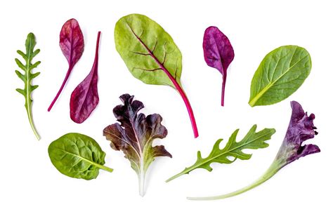 Salad Leaf Types at Carole Spears blog