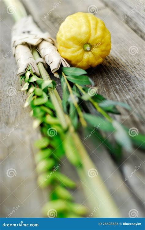 Lulav and Etrog stock image. Image of myrtle, citron - 26503585