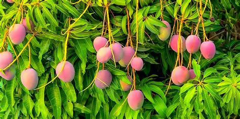 Image result for Dwarf Mango Tree Care