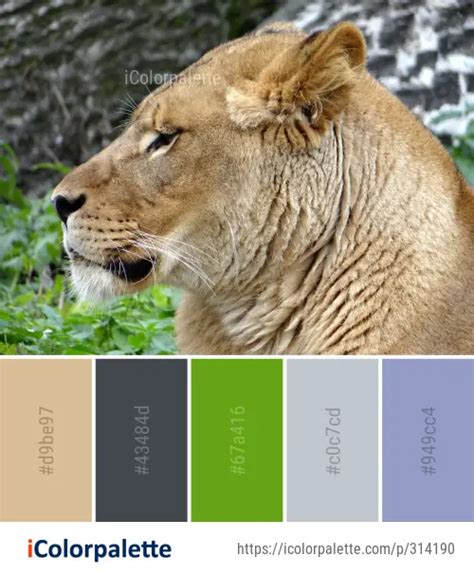 Color Palette Ideas from Wildlife Lion Terrestrial Animal Image ...