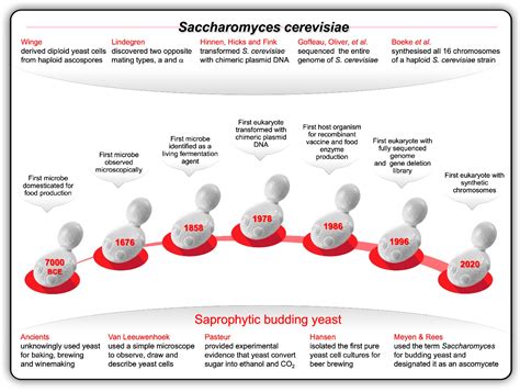 Drawing on the Past to Shape the Future of Synthetic Yeast Research