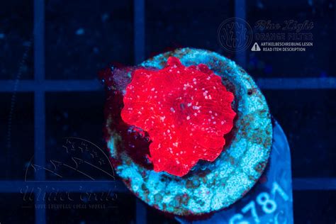 Discosoma Red Snow (Filter)-SCH1_251114_076