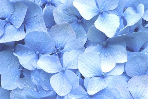 Pastel Blue Flower Wallpapers - Top Free Pastel Blue Flower Backgrounds ...