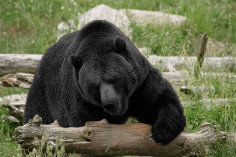 Black Grizzly Bear : r/HybridAnimals