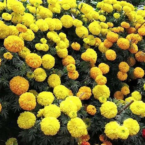 Buy Marigold Seeds online from Nurserylive at lowest price.
