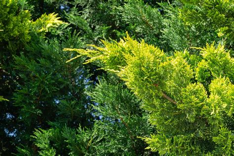 10 Best Evergreens for Hedges and Privacy Screens | Evergreen shrubs ...