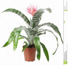 piante da appartamento con fiori bianchi pianta da appartamento con il fiore rosa isolato sui piante da appartamento con fiori bianchi pianta da appartamento con il fiore rosa isolato sui