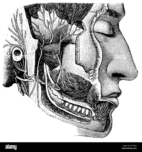 Cranial nerves hi-res stock photography and images - Alamy