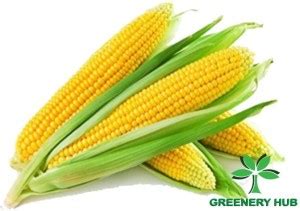 Greenery Hub Corn Seed Price in India - Buy Greenery Hub Corn Seed ...