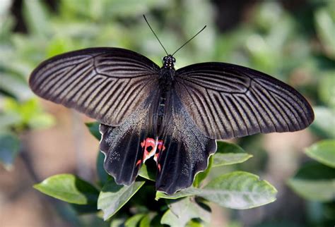 4黑色蝴蝶 库存图片. 图片 包括有 环境, 反射, 精美, 保险开关, 照亮, 神仙, 昆虫学, 对象, 演变 - 1052809