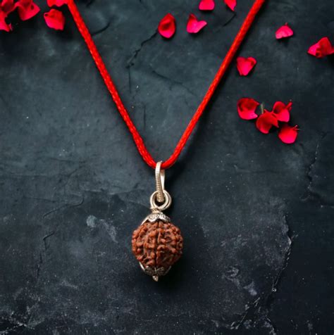 7 Mukhi Rudraksha / Seven Faced Rudraksha (Nepali)