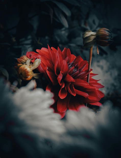 White Color Flowers Garden Photos, Download The BEST Free White Color ...