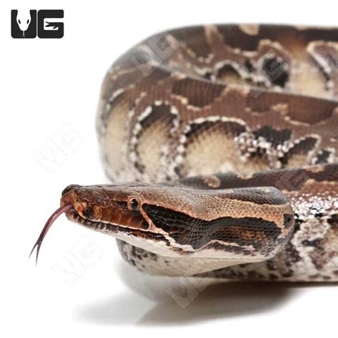 Image result for Blood Python Snakes