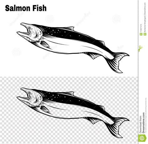Salmon Drawing Image at PaintingValley.com | Explore collection of ...