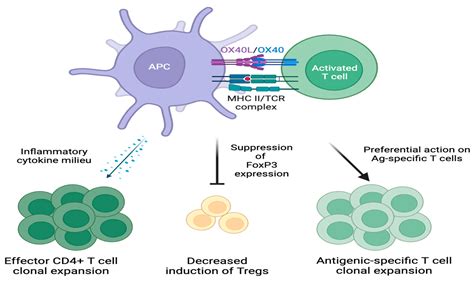 An OX-Tra’Ordinary Tale: The Role of OX40 and OX40L in Atopic Dermatitis
