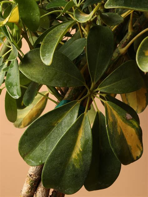 3-5 FT Schefflera Arboricola Variegata – Dahing Plants