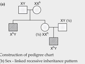 A cross between a normal couple resulted in a son who was haemophilic ...