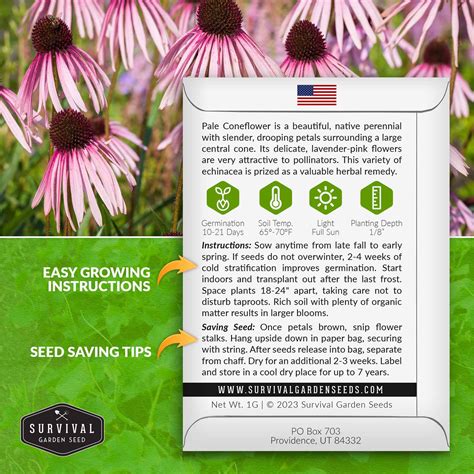Pale Coneflower Seed - Pink Echinacea - SurvivalGardenSeeds
