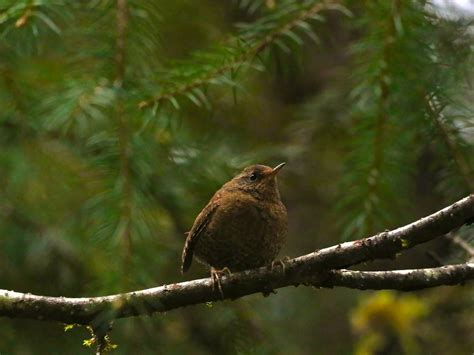 ICY STRAIT BIRDING TOURS (2026) All You Need to Know BEFORE You Go ...