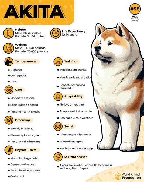 9 Least Barking Dog Breeds For A Peaceful Home