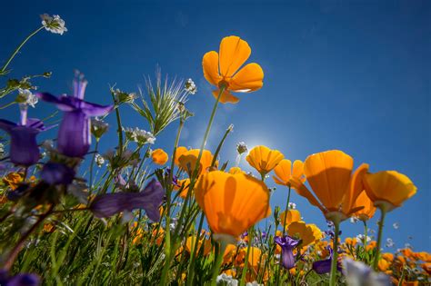 Carlsbad, California - Super bloom: Spectacular spring flowers of 2017 ...