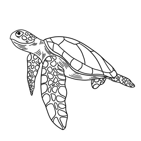 Sea Turtles Drawing