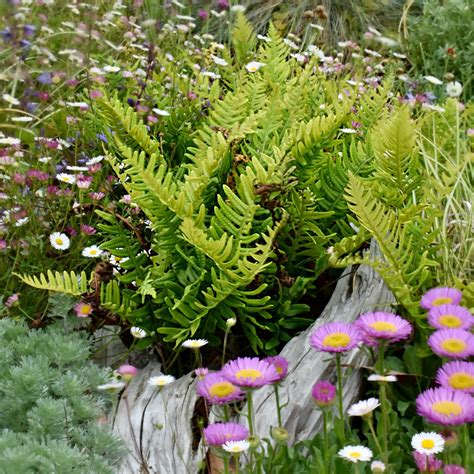 5 of the Best Small Hardy Garden ferns - Page 6 - Herbidacious