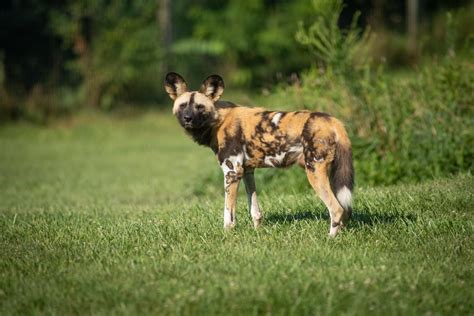 African Painted Dog | The Wilds