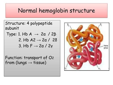 Image result for Normal Hemoglobin Structure