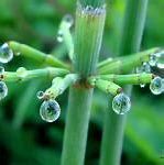 Image result for Pictures of Raindrops