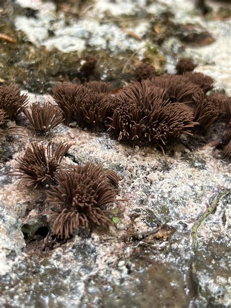 Chocolate Tube Slime Mold : r/Slimemolds