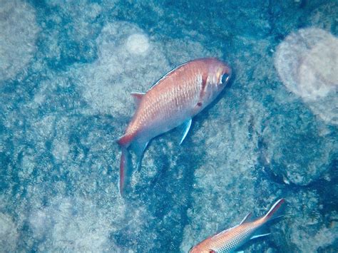 GO SNORKELING BONAIRE (2026) All You Need to Know BEFORE You Go (with ...